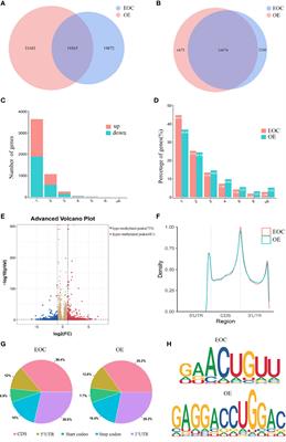 Comprehensive Analysis of the Transcriptome-Wide m6A Methylome in Endometrioid Ovarian Cancer